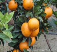 广西柑橘苗品种,广西柑橘苗施肥,广西柑橘苗除